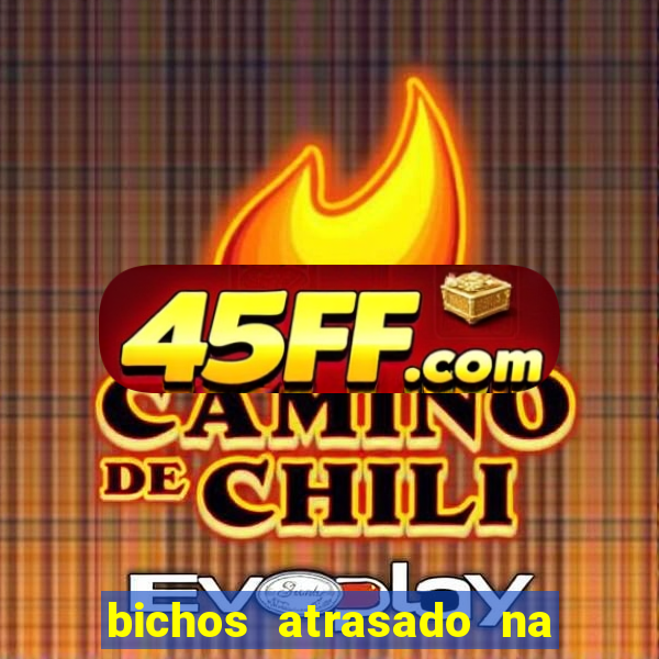 bichos atrasado na loteria dos sonhos